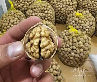 فروش گردو