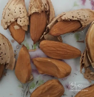 فروش مغز بادام