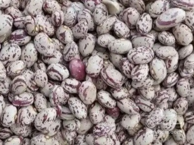 فروش لوبیا چیتی