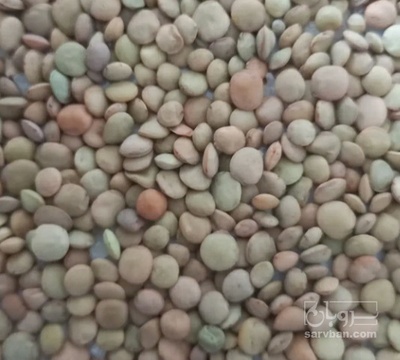 فروش عدس