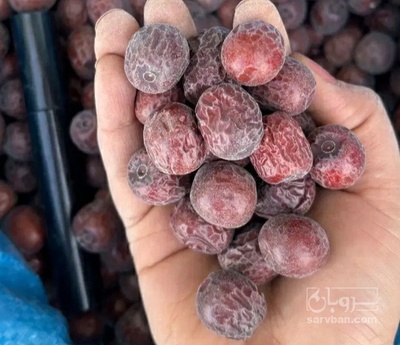 فروش عناب