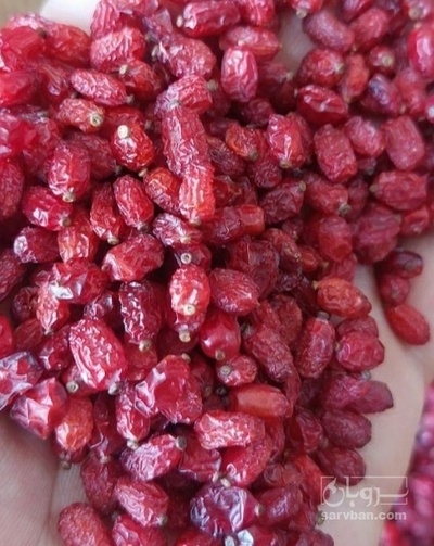 فروش زرشک زیر تالاری