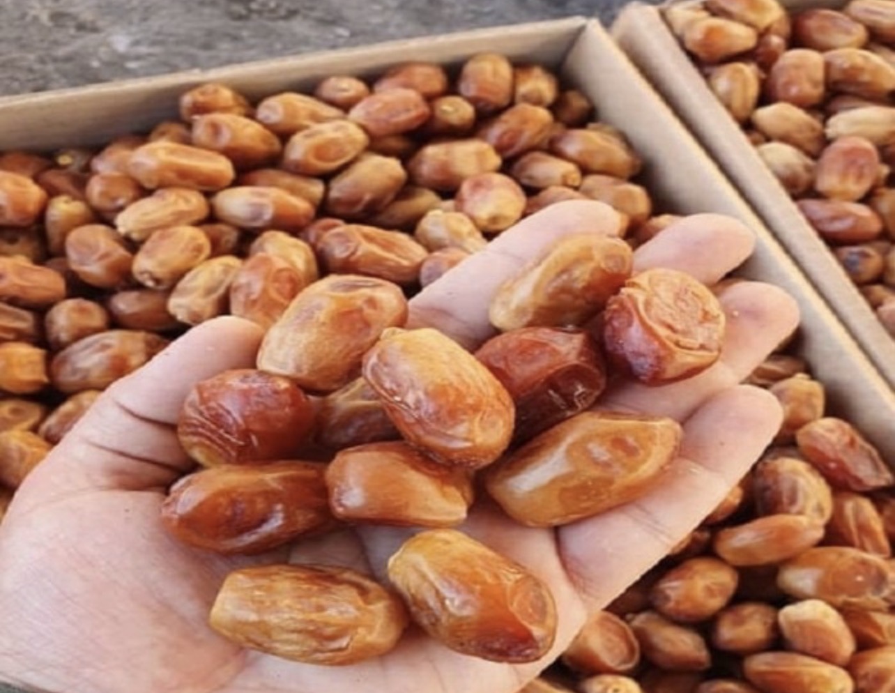 فروش خرما زاهدی