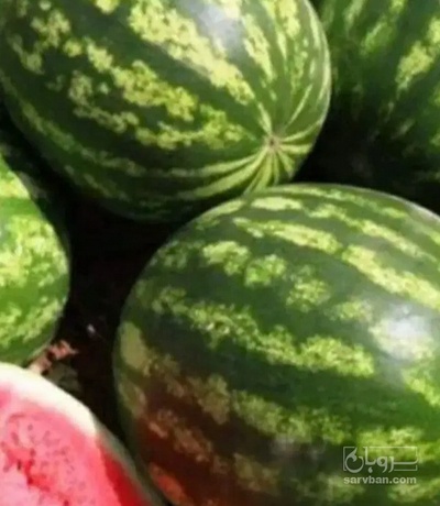 فروش هندوانه گرد