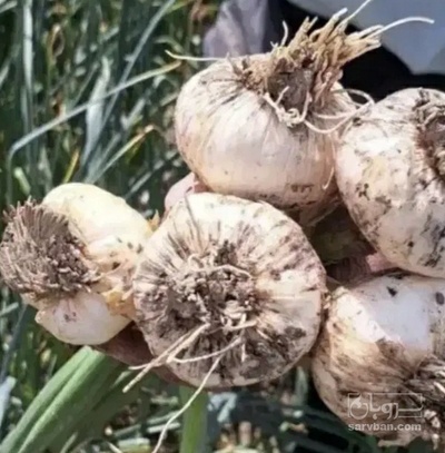 فروش سیر