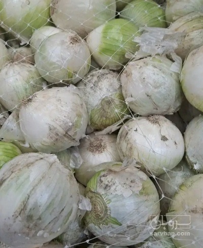 فروش پیاز سفید
