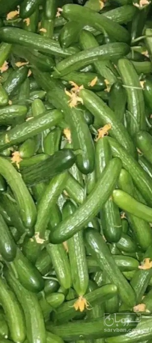 فروش خیار
