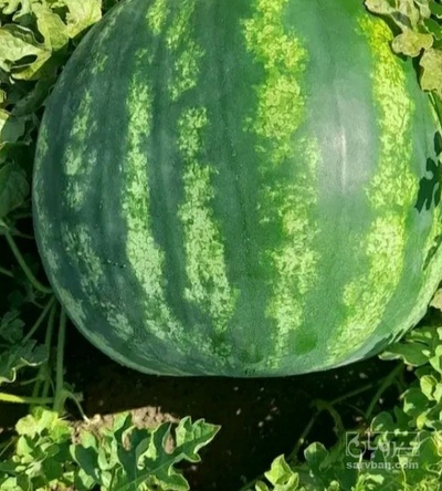 فروش هندوانه