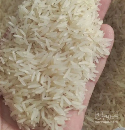 فروش برنج فجر