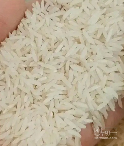 فروش برنج چمپا