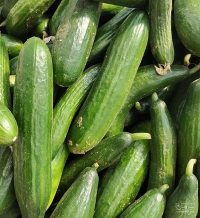 فروش خیار