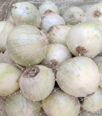 فروش پیاز