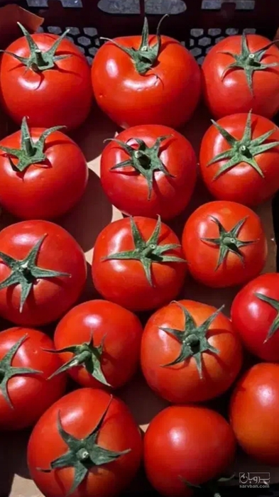 فروش گوجه فرنگی
