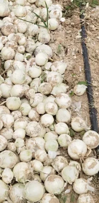 فروش پیاز