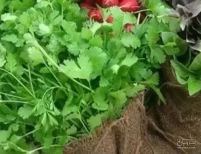 فروش جعفری تازه