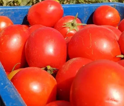 فروش گوجه فرنگی