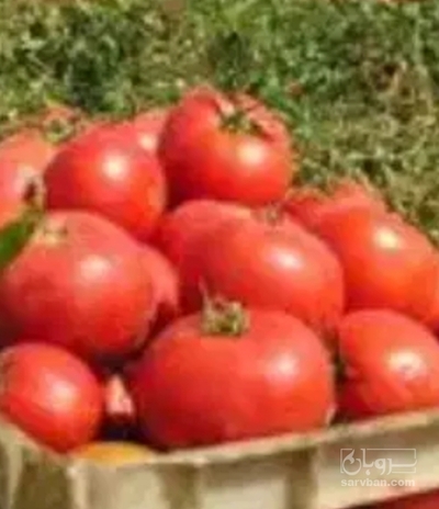 فروش گوجه فرنگی