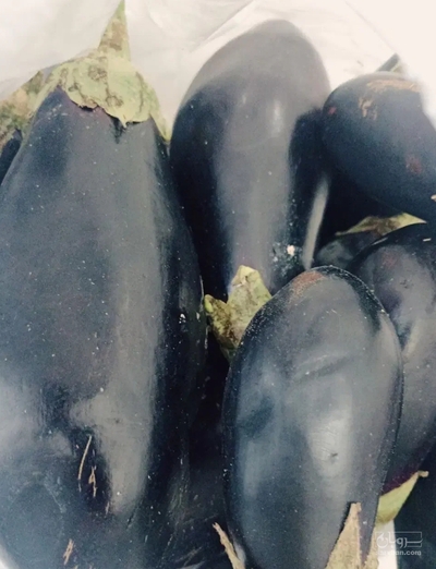 فروش بادمجان