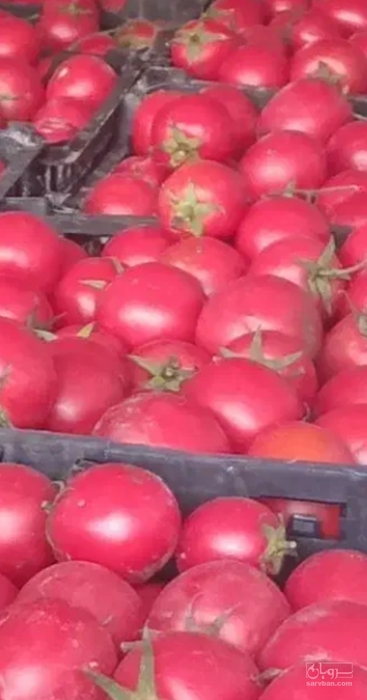 فروش گوجه فرنگی