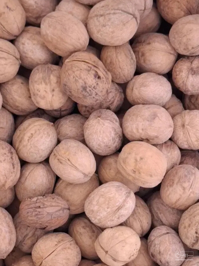 فروش گردو