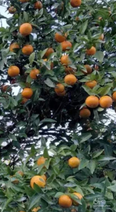 فروش نارنگی