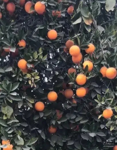 فروش پرتقال