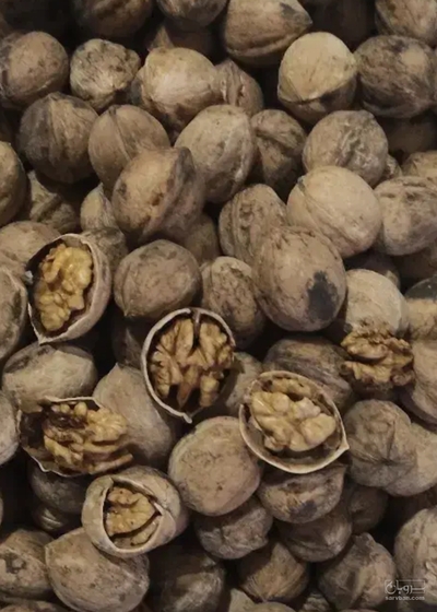 فروش گردو