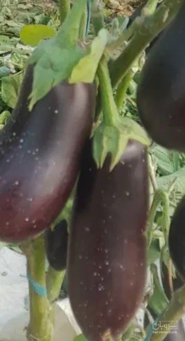 فروش بادمجان