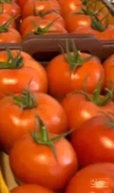 فروش گوجه فرنگی