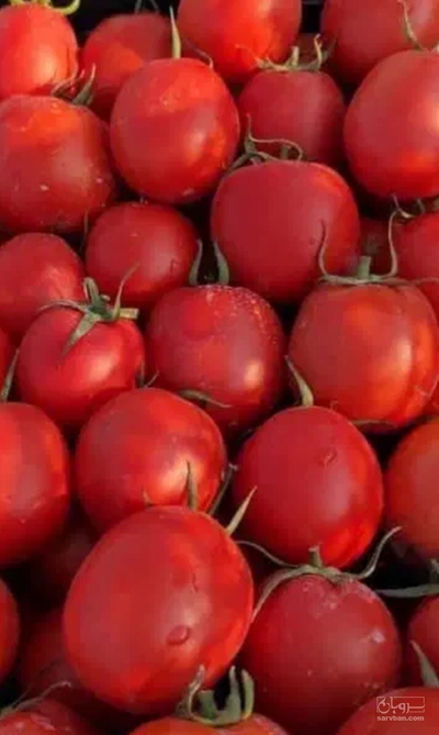 فروش گوجه فرنگی