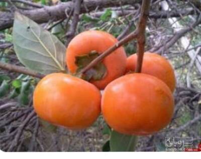 فروش نهال خرمالو