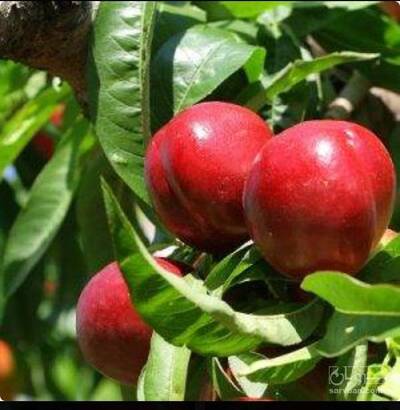 فروش نهال شلیل