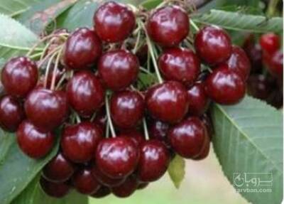 فروش نهال گیلاس