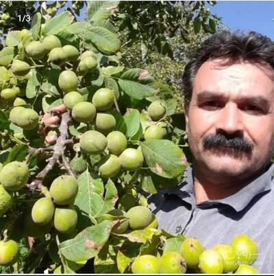 فروش نهال گردو