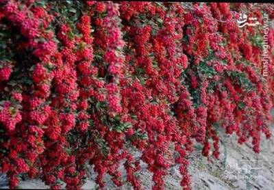 فروش نهال زرشک