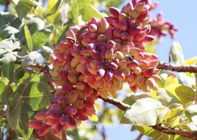 فروش نهال پسته