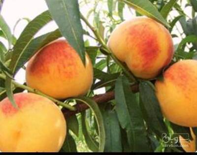 فروش نهال هلو