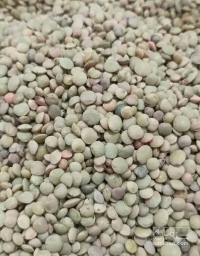 فروش عدس