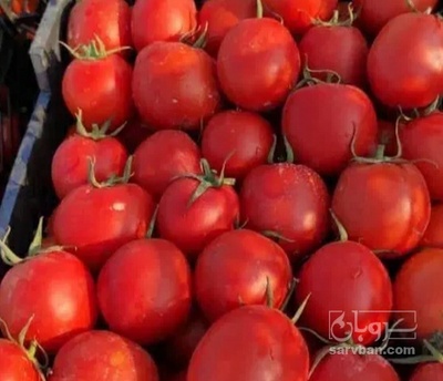 فروش گوجه فرنگی
