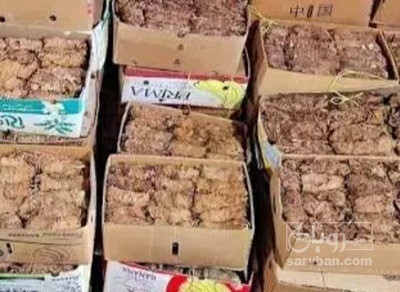 فروش تنباکو کوهی (گیاه‌ دارویی)