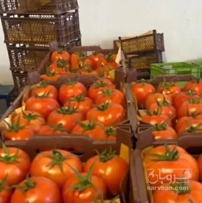 فروش گوجه فرنگی