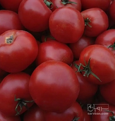 فروش گوجه فرنگی