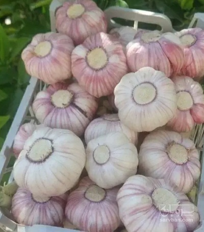 فروش سیر