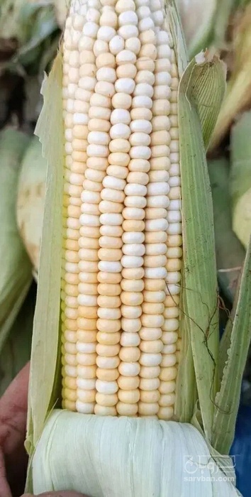 فروش ذرت
