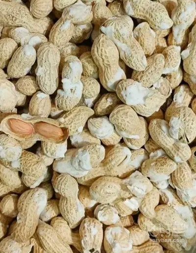 فروش بادام زمینی بو داده