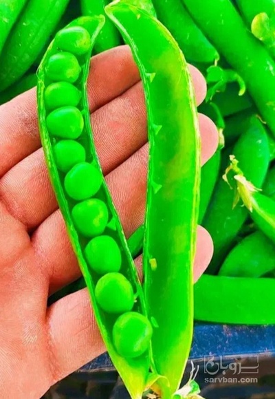 فروش نخود فرنگی