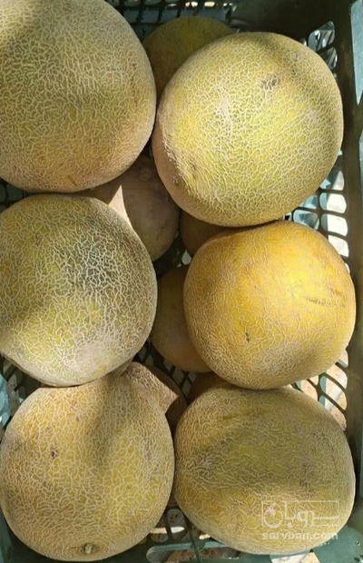 فروش ملون