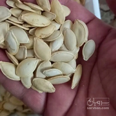 فروش تخمه  کدو بو داده