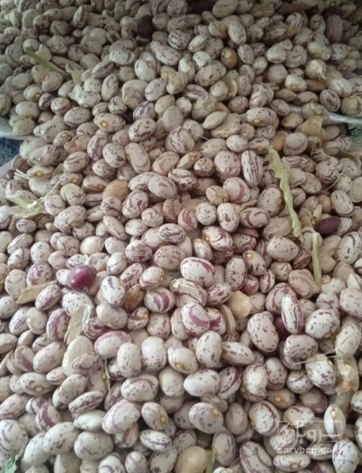 فروش لوبیا چیتی