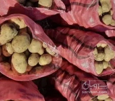 فروش سیب زمینی سانتا بذری